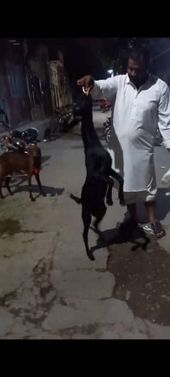Bakra