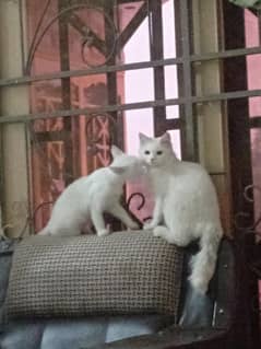 triple coat