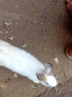 pair rabi