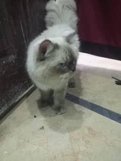 Persian Cat | Cute | Persian Kitten | High Quality Cat | Cats For Sale