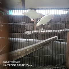 love birds breeder pair