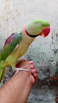 Allah ho bolne wala parrot