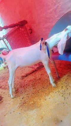 rajan puri nn .  nasal for sail