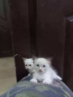 himaliyan breed kitten's