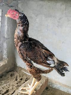 Chini Aseel Female