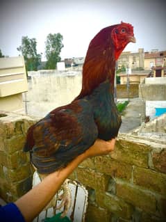 Aseel