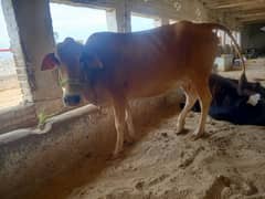 11 kg doodh/tazi sui/jearsy frizan/ cow/gaee/گائے