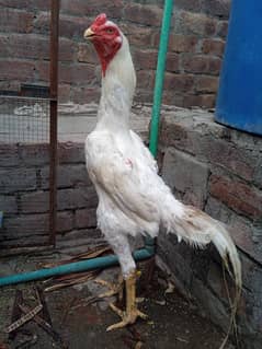 RING BIRD WHITE SHAMO EGG LAYING DEN MARK IMPORTED PAIR FOR SALE