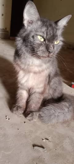 cat for sale