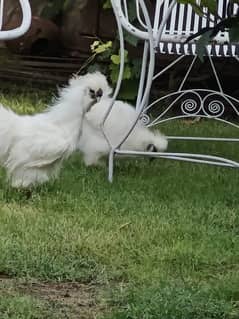 white silky male age 12 months five fingers  blue ears pure home breed