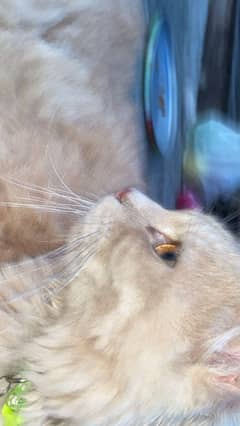 cat for sale