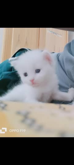 Persian kitten sailing