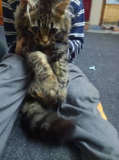 Cats For Sale