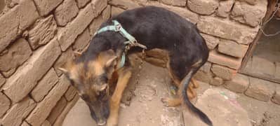 German Shepherd cross