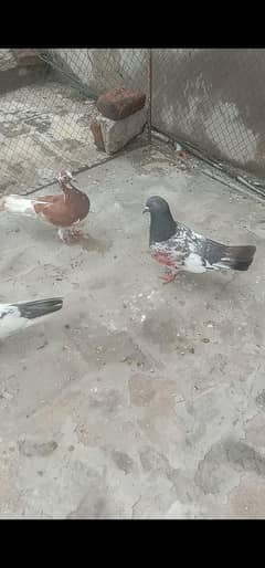All pigeons for sale or exchange possible lucky pair or Aseel k sath