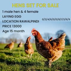 Desi Murgiyan /hen/ desi murga /golden misri hen