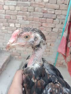 pure aseel