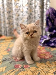 Persian Kitten