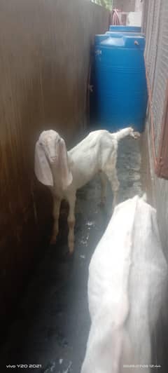 rajen