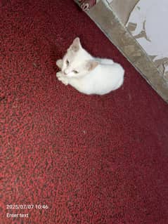 cut and play full kitten pair