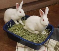 England red eye rabbit