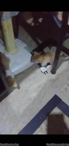 4 kitten free ma location malir karachi