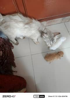 cat
