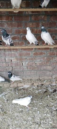 pigeons
