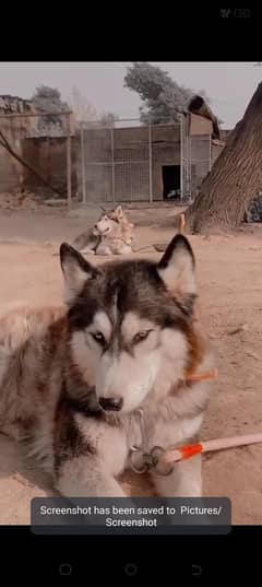 Siberian Husky Dog