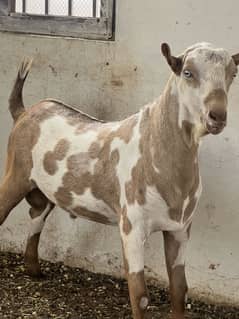 Breeder quality Tedda