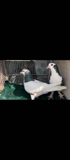 kabootar