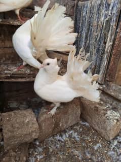 Lucky Breeder Pair