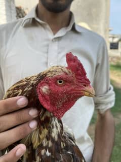 Top class breeder