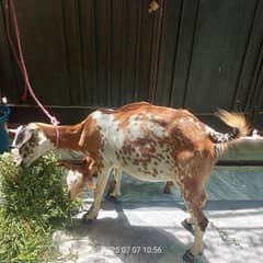 Sindhi goat