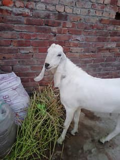 white bakra Rajan puri achcha breeder hai.