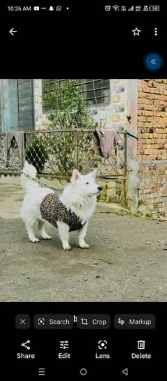 Rassian double coated white dog for sell