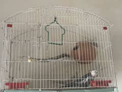 Cage