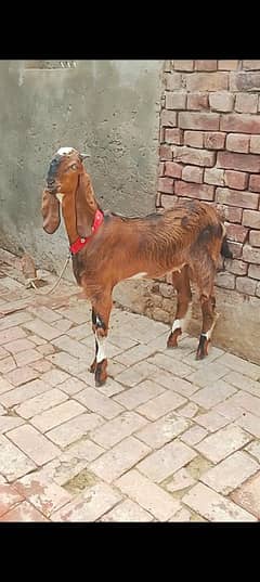bakra