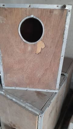 Love bird and Exhibition boxes