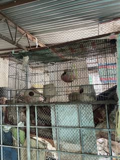 Cages