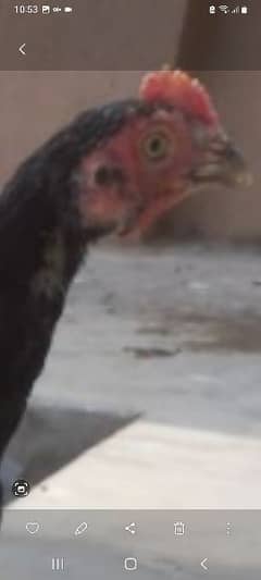 Bangum
