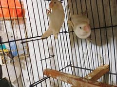 Albino RE x Albino split RE Breader Pair for Sale