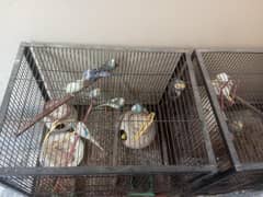 budgies pair's for sale