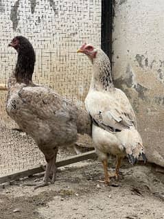 Aseel Mianwali kurkh Hens