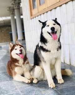 Siberian husky Pair for sale