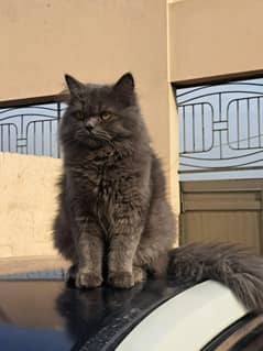 Triple Coat Persian Cat