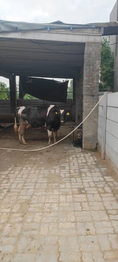  Cow for Sale – Healthy American Breed 