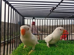 Green Fisher Lovebird - Albino Red Eye - Parblue Blue Fischeri Parrot