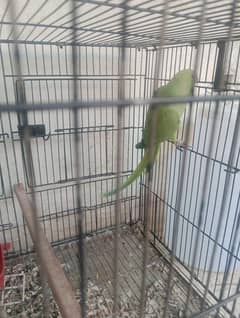 green ringneck parrots with cage