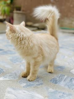 Yallow cat